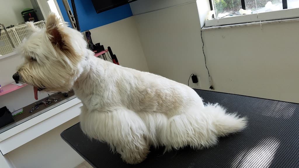 Doggie Detailing featured